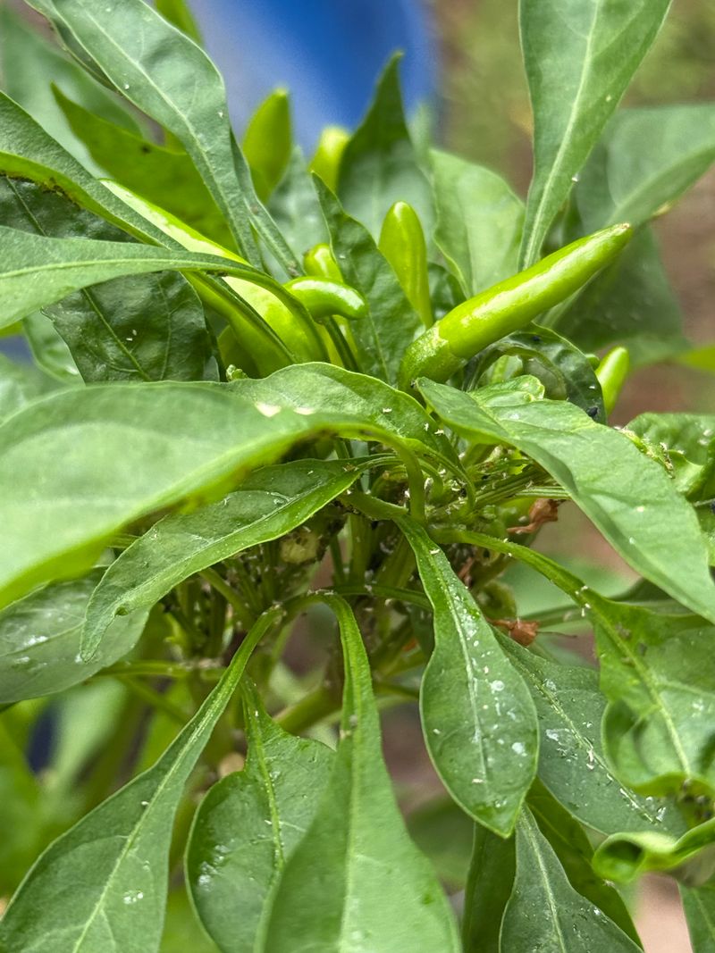 Increased Susceptibility To Pests