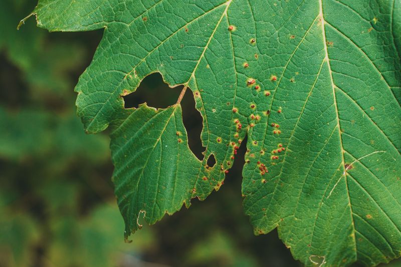 Increases Susceptibility To Disease And Fungus Increases Susceptibility To Disease And Fungus