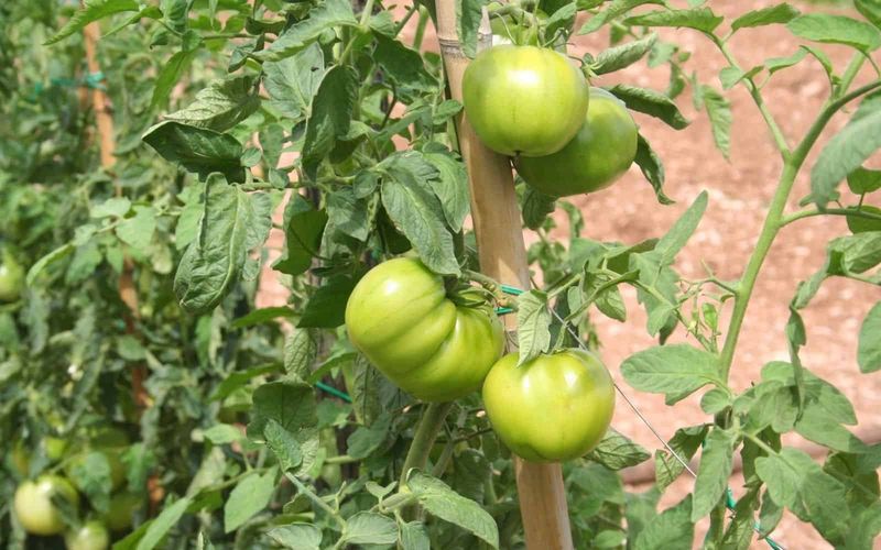 Indeterminate Tomatoes Are Better For A Steady Fresh Harvest