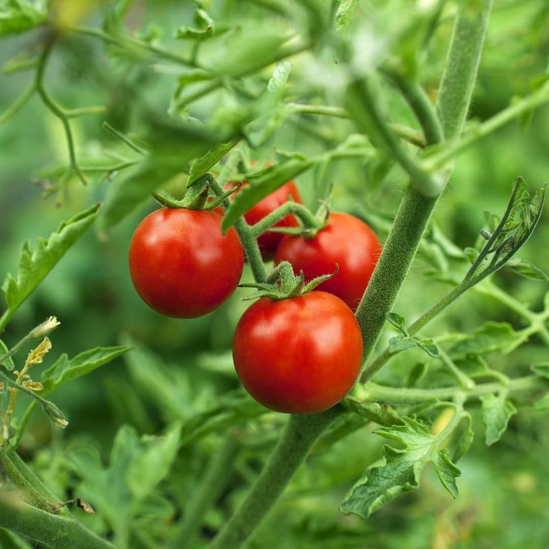 Indeterminate Tomatoes Can Benefit From Careful Pruning