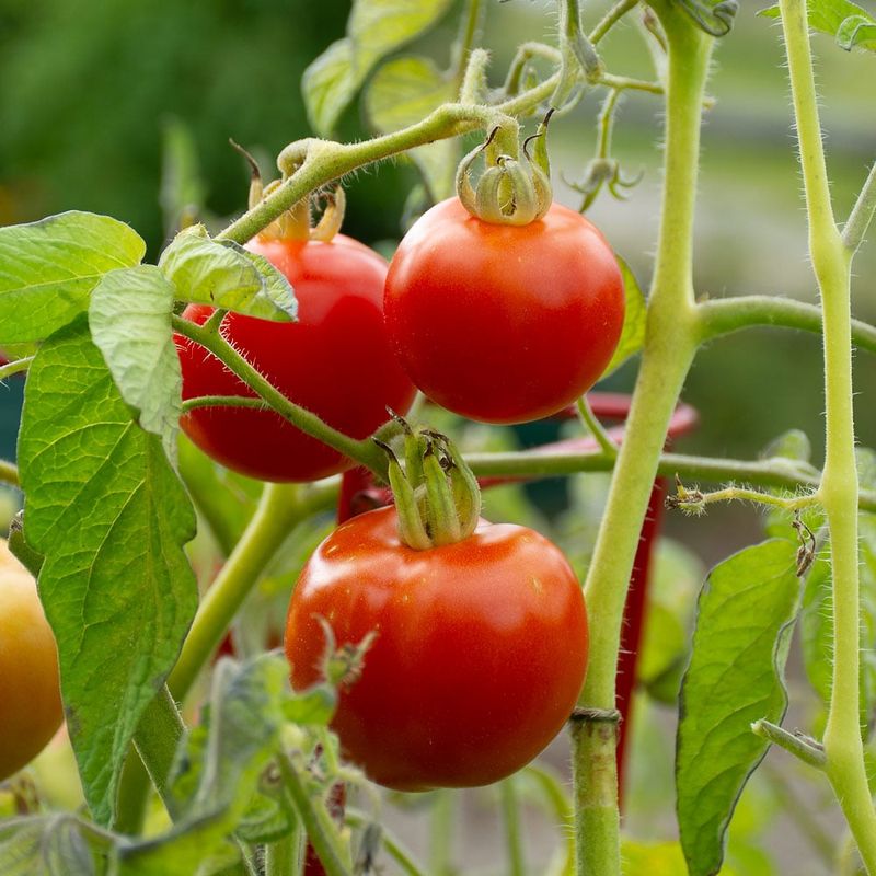 Indeterminate Tomatoes Grow Like Vines