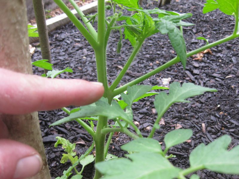 Indeterminate Tomatoes Need More Guidance
