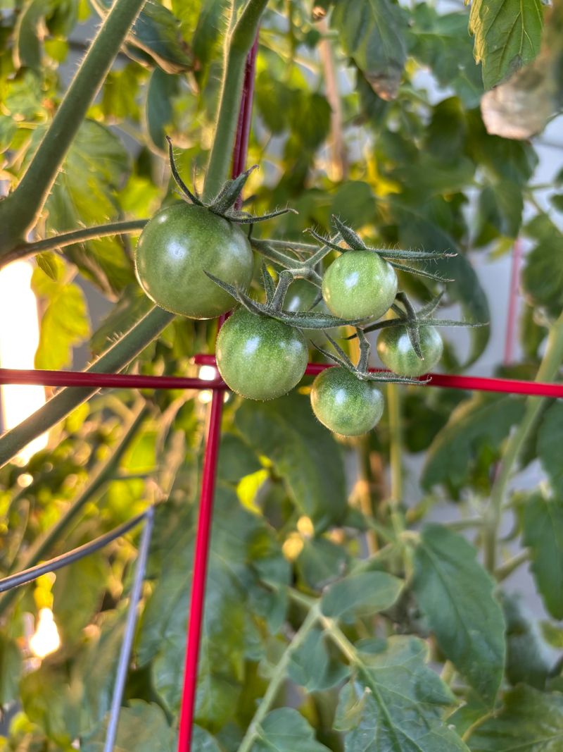Indeterminate Tomatoes Need More Space And Support