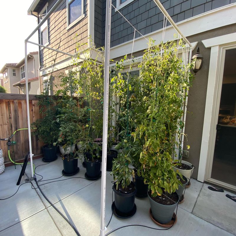 Indeterminate Tomatoes Will Climb All Summer If You Let Them