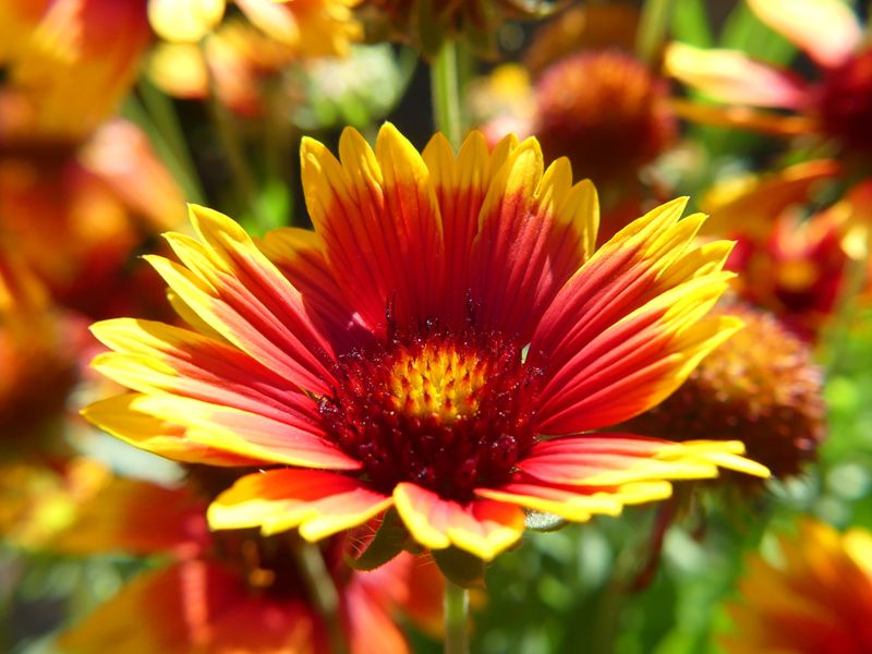 Indian Blanket