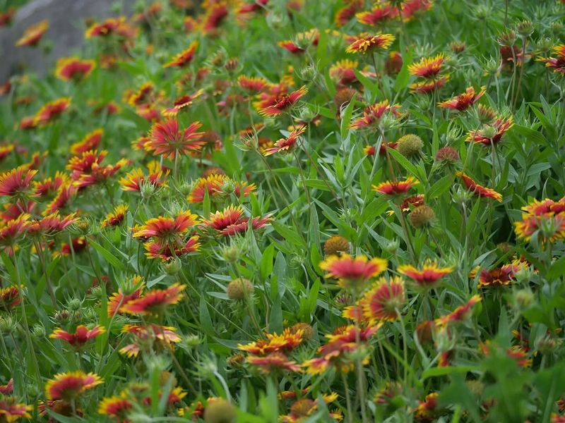 Indian Blanket 