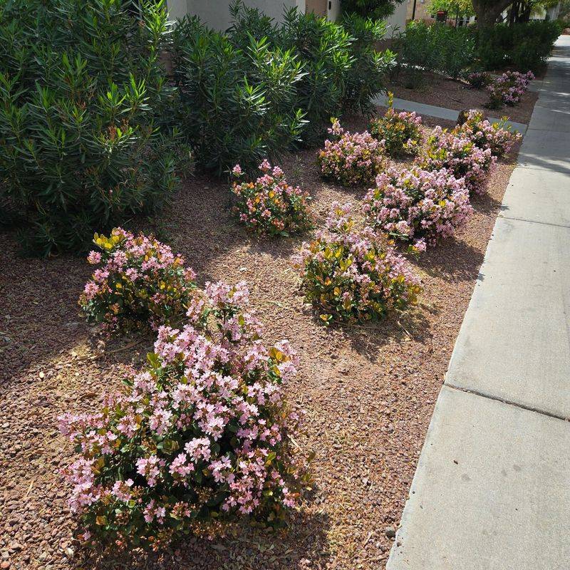 Indian Hawthorn Keeps Front Beds Looking Polished