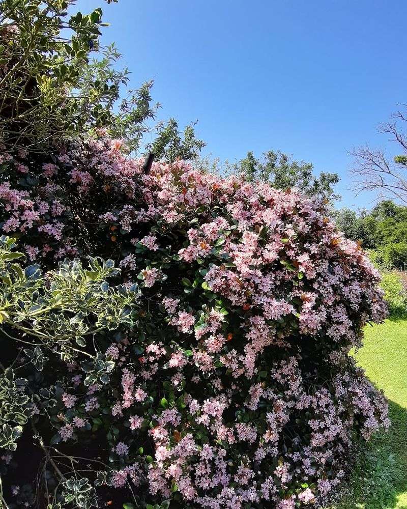 Indian Hawthorn Indian Hawthorn