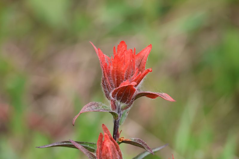 Indian Paintbrush (Castilleja Spp.) Indian Paintbrush (Castilleja Spp.)
