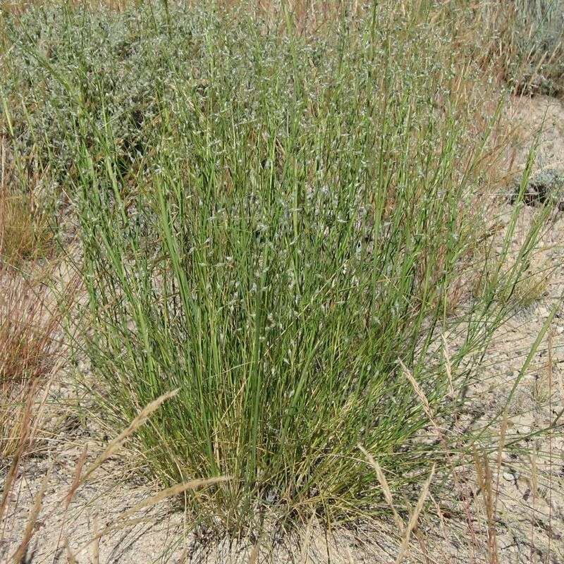 Indian Ricegrass Responds Well To Seasonal Cleanup Indian Ricegrass Responds Well To Seasonal Cleanup