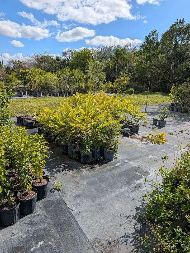 Indian Trails Native Nursery Gives Palm Beach Gardeners A Wildlife-Focused Stop Indian Trails Native Nursery Gives Palm Beach Gardeners A Wildlife-Focused Stop