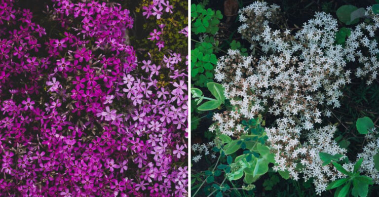 Indiana Gardeners Are Replacing Liriope With These Native Ground Covers