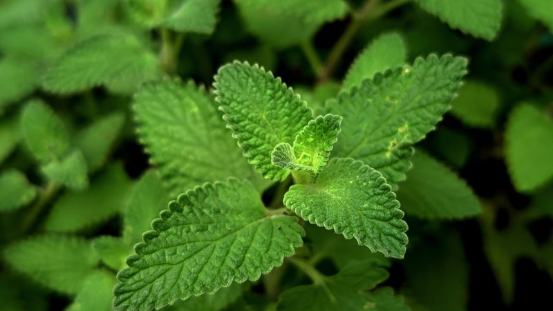 Indiana Summers Do Not Scare This Plant