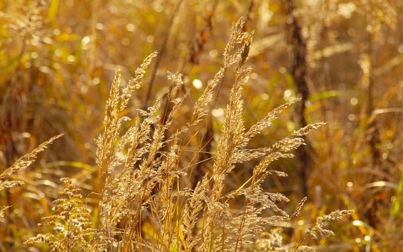 Indiangrass Indiangrass