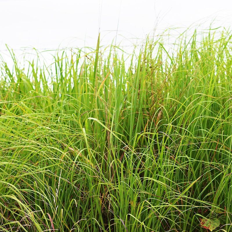 Indiangrass Indiangrass