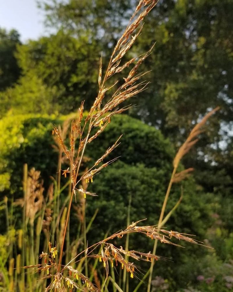 Indiangrass Helps Slow Rainwater Runoff Indiangrass Helps Slow Rainwater Runoff