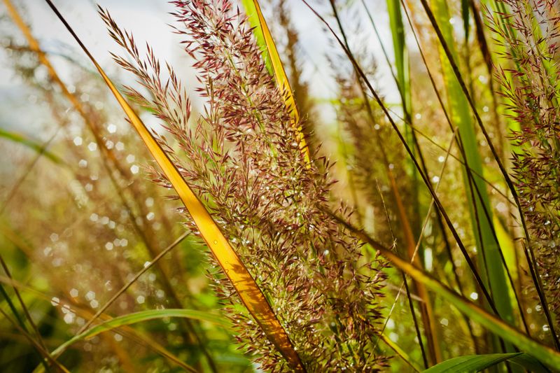 Indiangrass Indiangrass