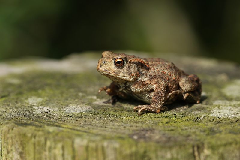 Indicator Of A Healthy Garden Habitat