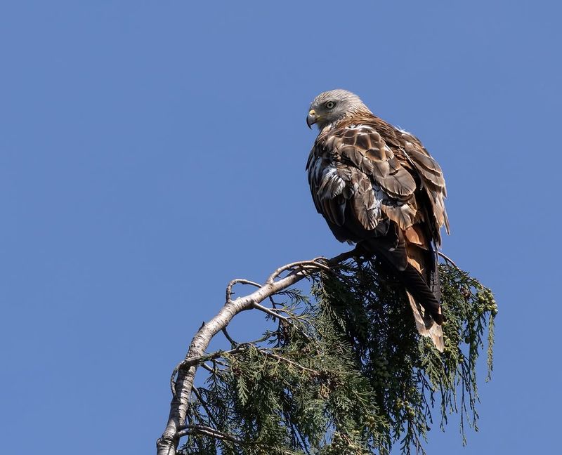 Indicator Of Healthy Wildlife