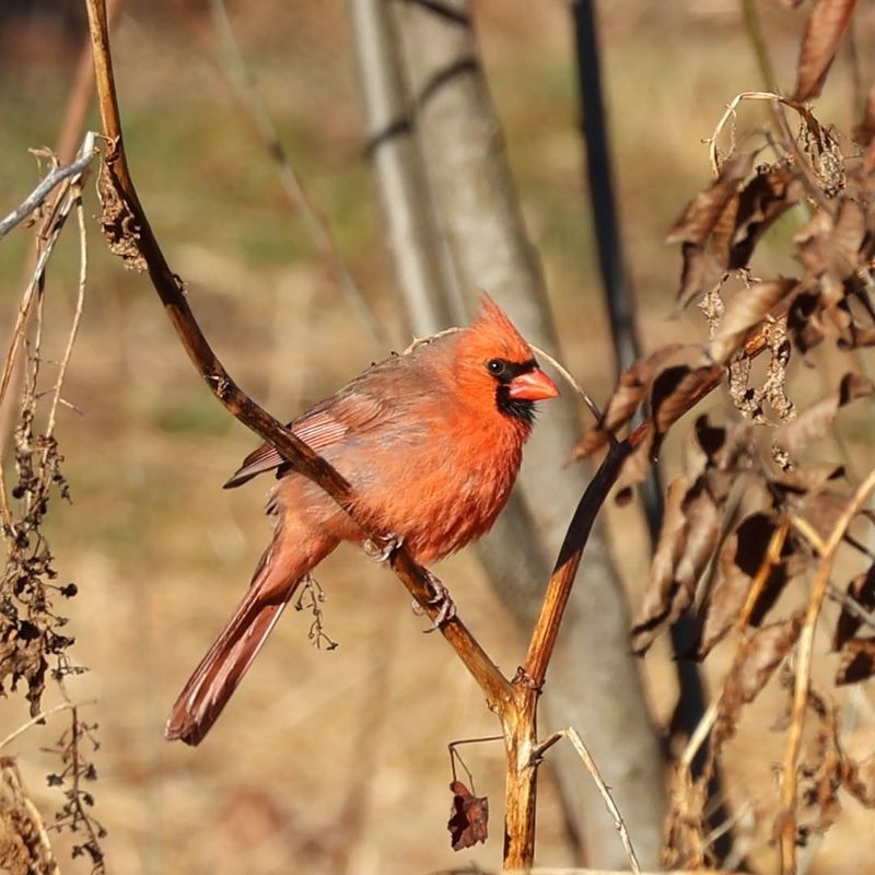 Indicator Of Wildlife Diversity