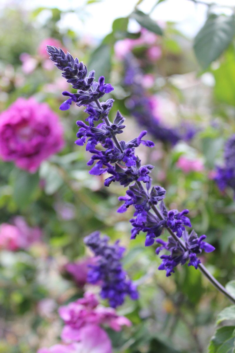 Indigo Spires Salvia