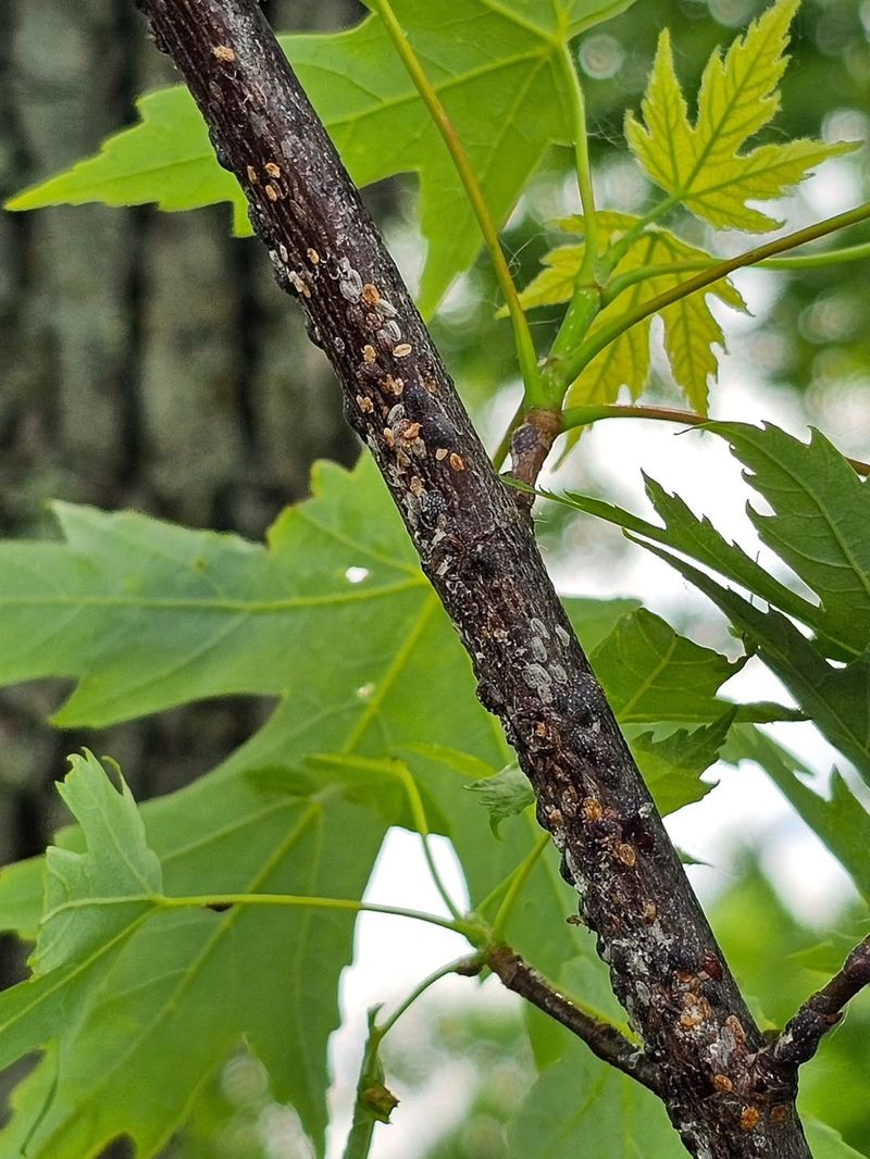 Infested Branches Can Thin Before Homeowners Notice