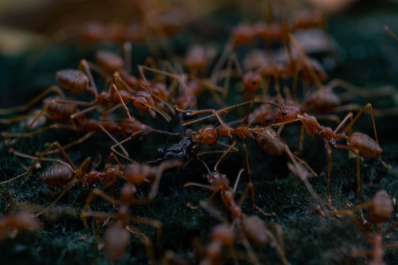 Infested Land Surrounds Your Yard On Every Side Infested Land Surrounds Your Yard On Every Side