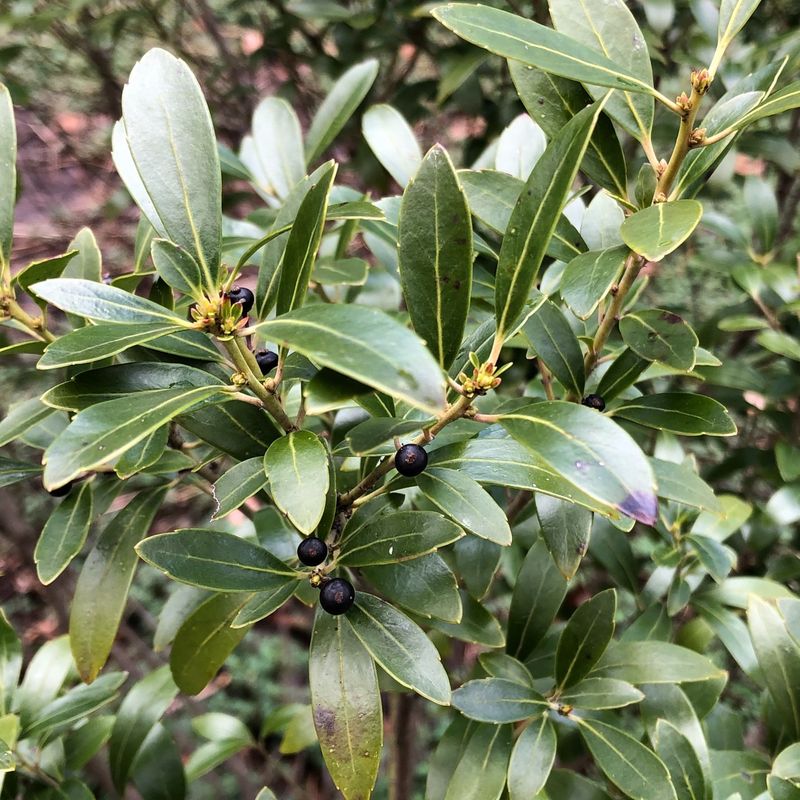 Inkberry Forms Dense Evergreen Growth