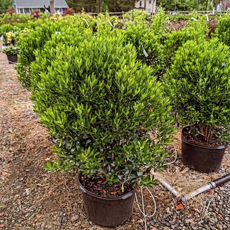 Inkberry Holly 