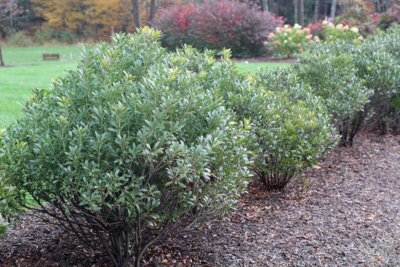 Inkberry Holly Adds Native Evergreen Structure Near The House