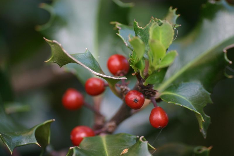 Inkeberry Holly