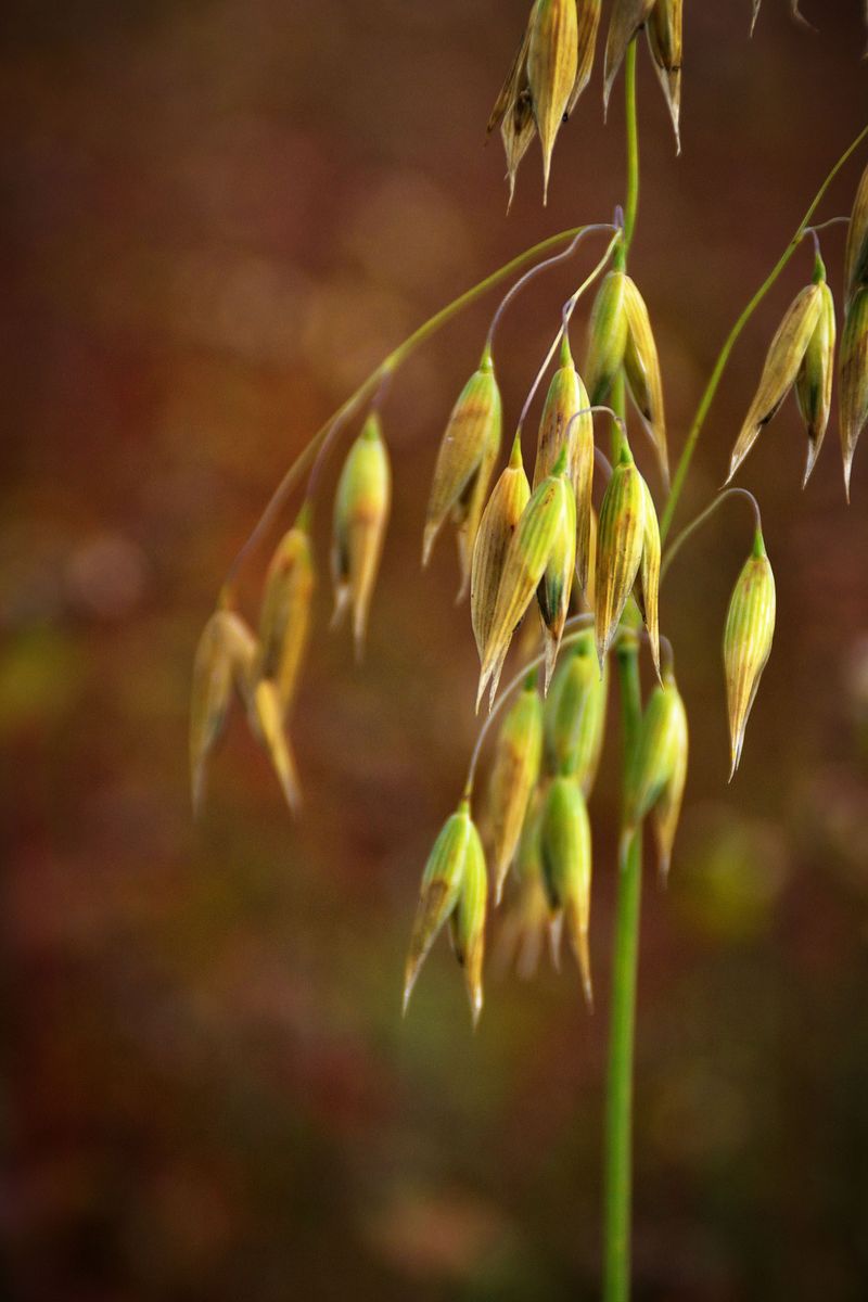 Inland Sea Oats Inland Sea Oats