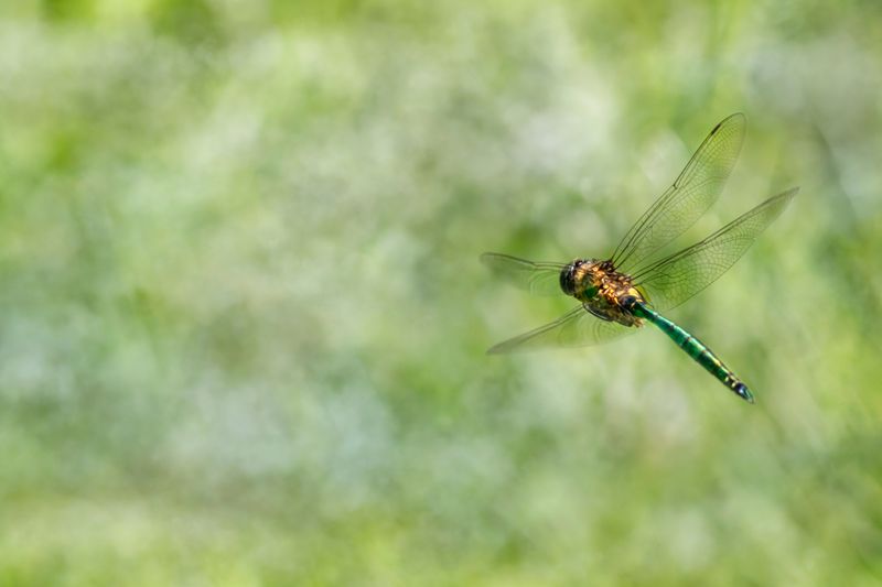 Insect Population And Air Quality Are Revealed By Dragonflies In Your Yard