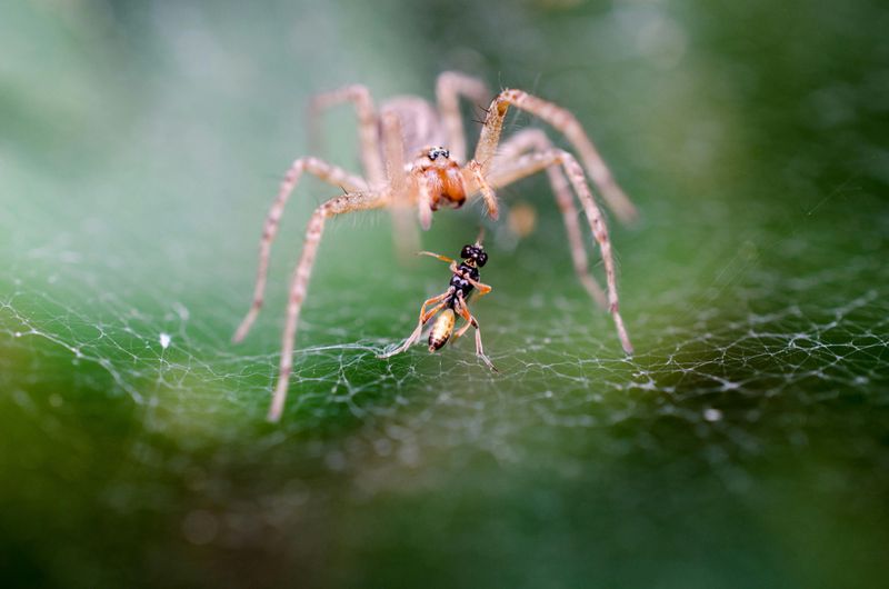 Insects And Spiders Mean Your Yard Offers Real Nutrition