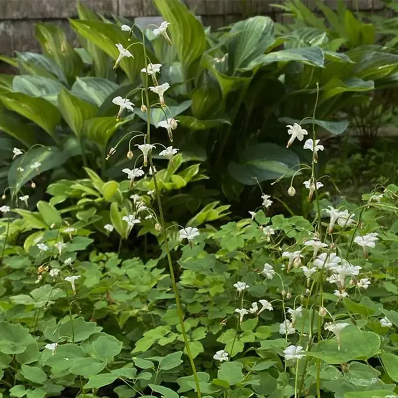 Inside-Out Flower Fills Shady Gaps Better Than Fabric Inside-Out Flower Fills Shady Gaps Better Than Fabric