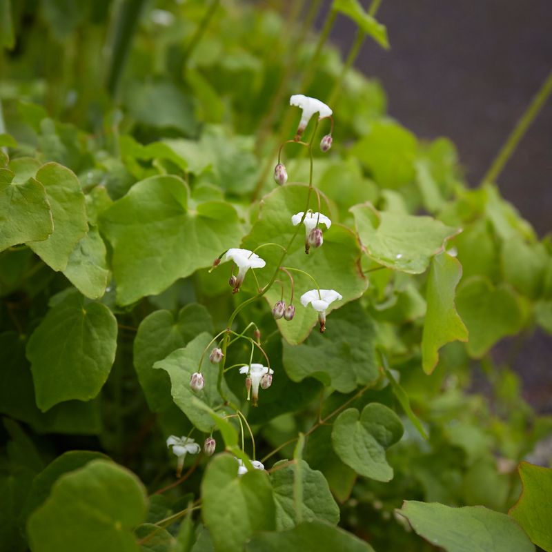 Inside-Out Flower Spreads Through Woodland Shade