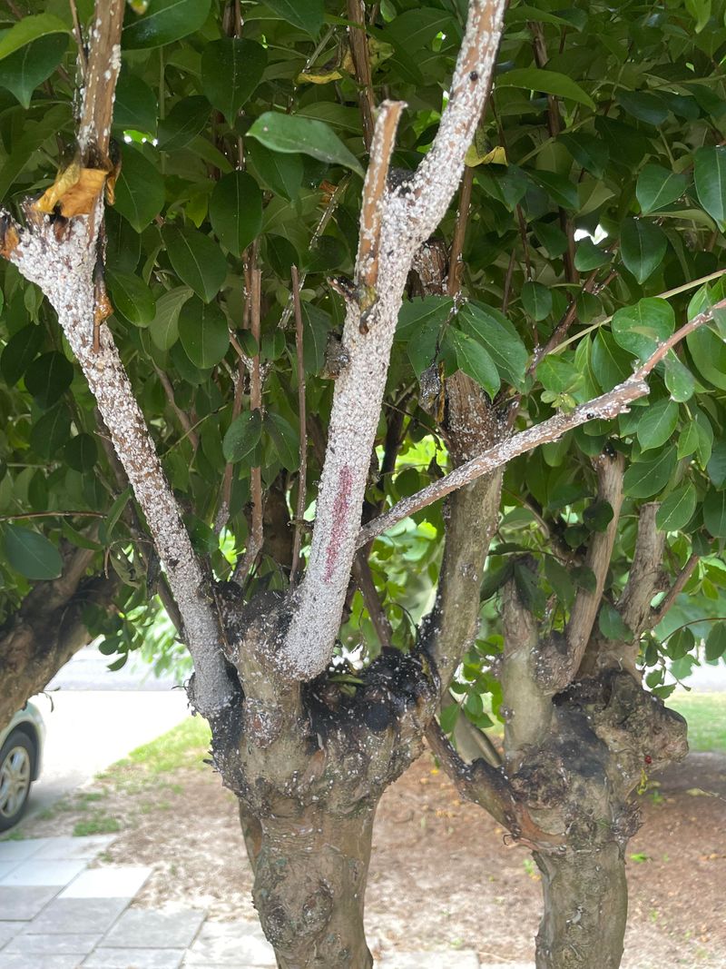 Inspect Bark For Crape Myrtle Bark Scale Inspect Bark For Crape Myrtle Bark Scale