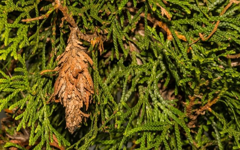 Inspect Branches For Bagworms And Spider Mites