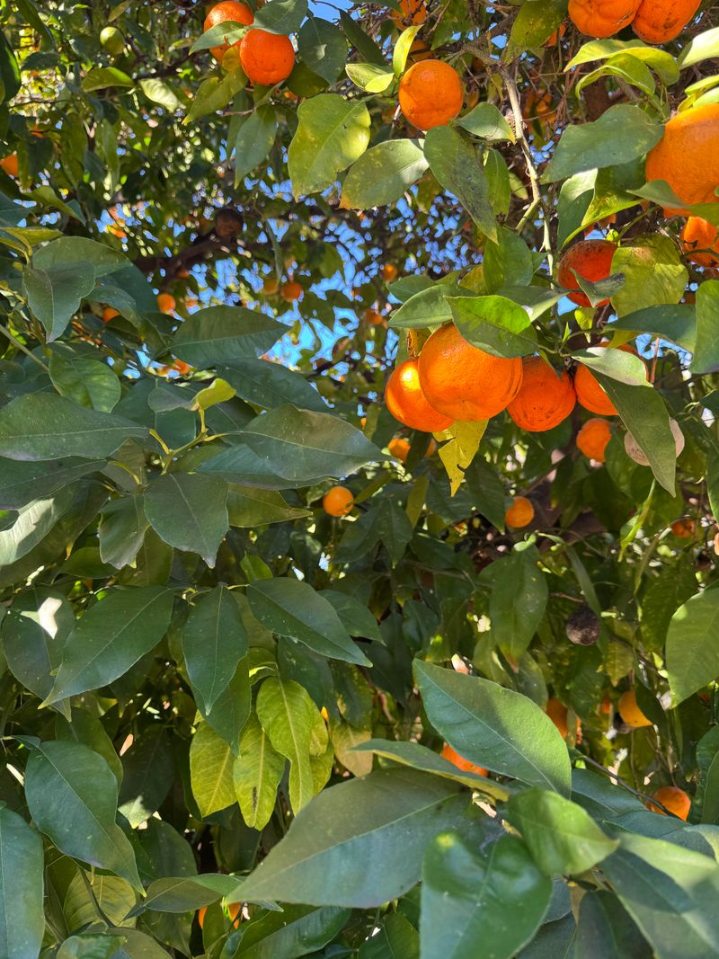 Inspect Citrus For Weak Branches Inspect Citrus For Weak Branches