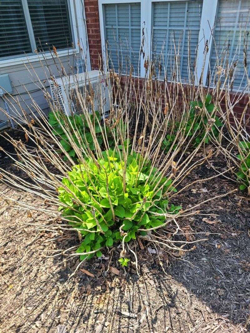 Inspect Every Stem For Winter Damage And Cut Back To The First Healthy Bud Inspect Every Stem For Winter Damage And Cut Back To The First Healthy Bud