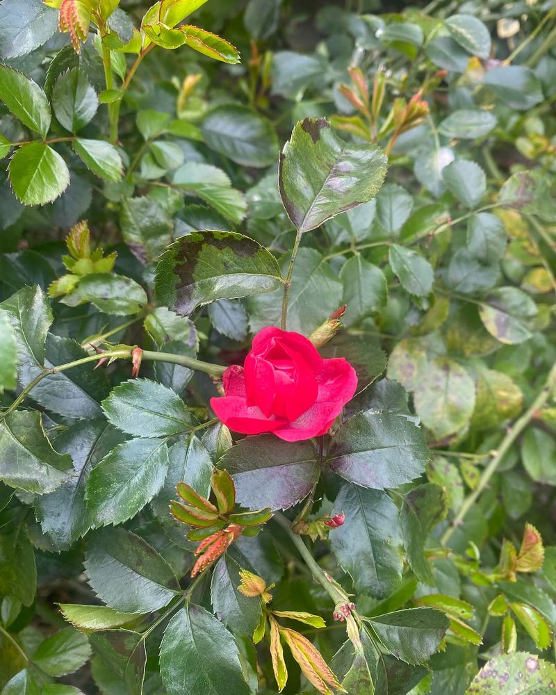 Inspect Foliage Closely For Early Signs Of Problems Inspect Foliage Closely For Early Signs Of Problems