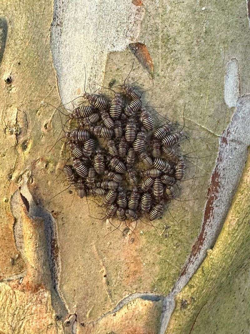 Inspect For Pests Before They Take Hold Inspect For Pests Before They Take Hold