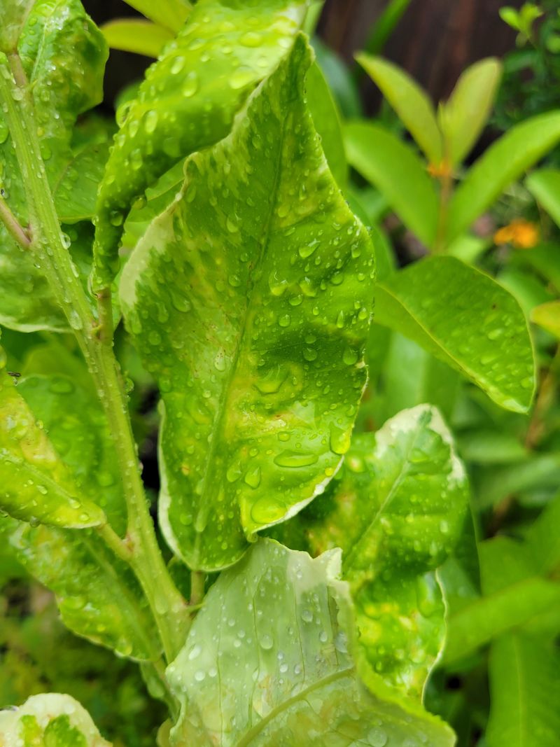 Inspect For Pests Before Treating