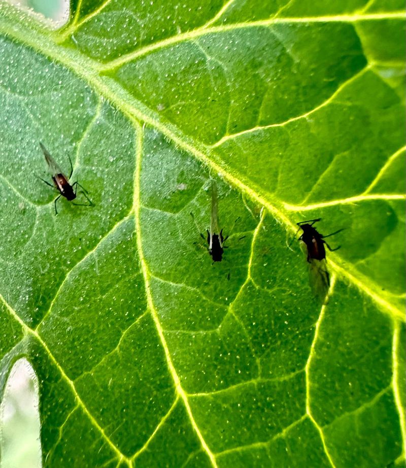 Inspect For Pests On The Undersides Of Leaves Inspect For Pests On The Undersides Of Leaves