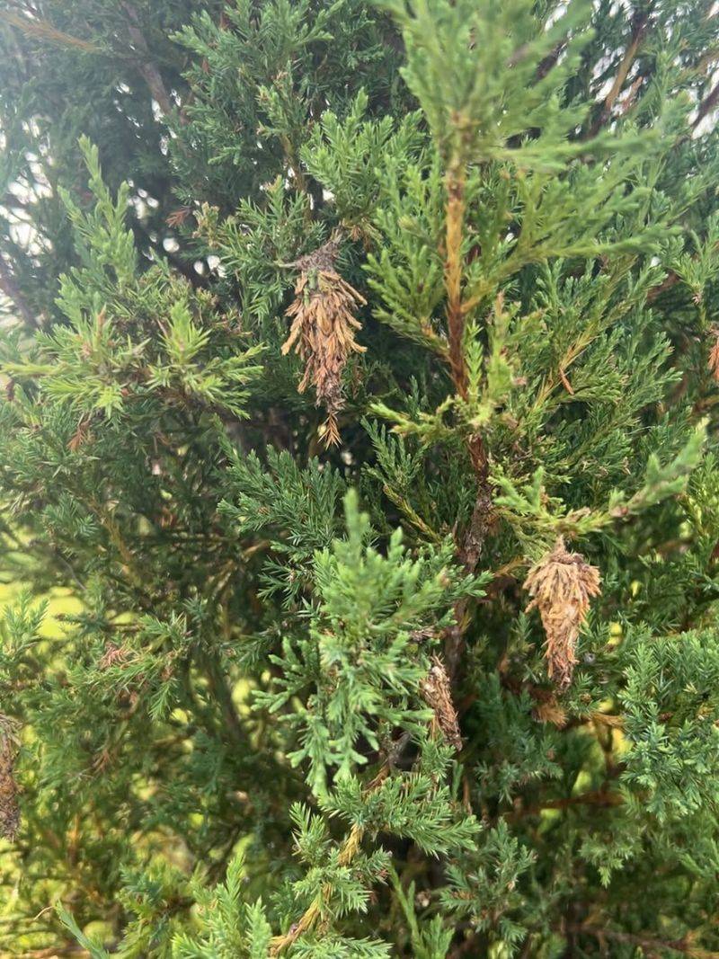 Inspect Junipers, Arborvitae, Cedars, And Leyland Cypress First