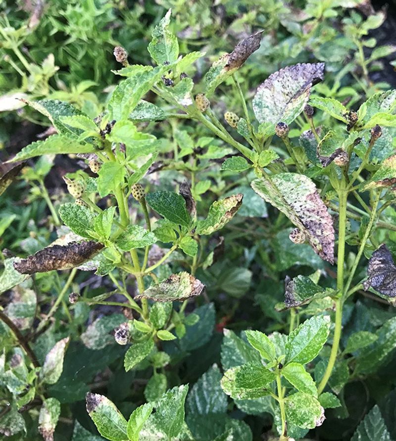 Inspect Leaves And Flowers For Lace Bugs