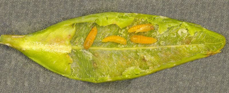 Inspect Leaves For Boxwood Mites And Leafminers