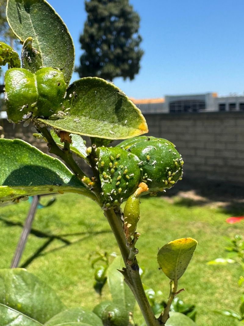 Inspect Leaves For Common Pests