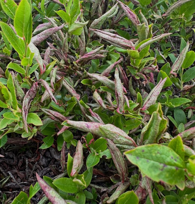 Inspect Leaves For Pest And Disease Issues Inspect Leaves For Pest And Disease Issues