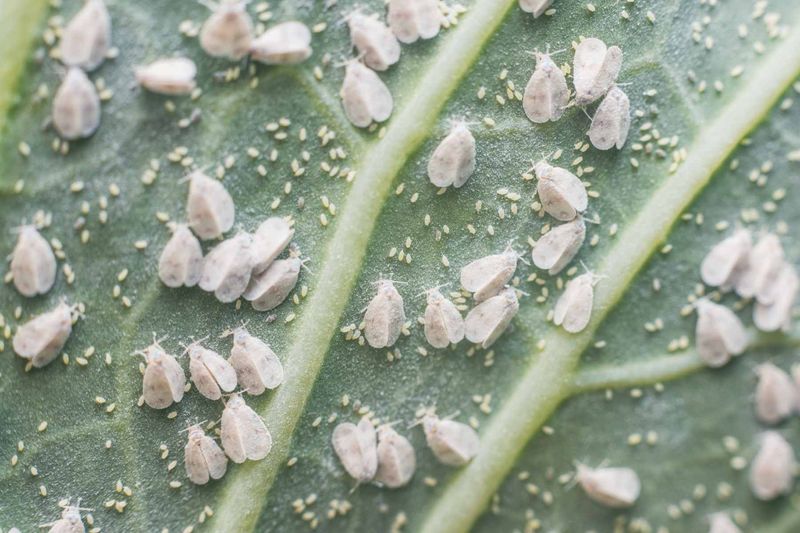 Inspect Leaves For Whiteflies And Spider Mites Inspect Leaves For Whiteflies And Spider Mites